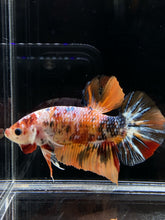 Load image into Gallery viewer, GIANT Male Halfmoon Plakat - Candy Copper #796 - Live Betta Fish
