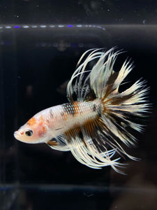 Male Crowntail - Candy Copper #797 - Live Betta Fish