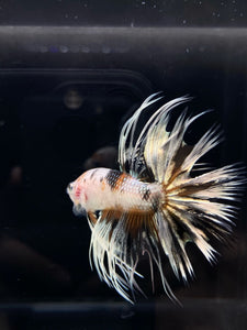 Male Crowntail - Candy Copper #797 - Live Betta Fish