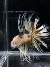 Load image into Gallery viewer, Male Crowntail - Candy Copper #797 - Live Betta Fish
