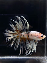 Load image into Gallery viewer, Male Crowntail - Candy Copper #797 - Live Betta Fish
