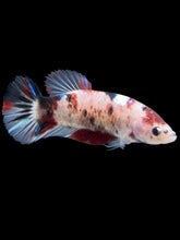 Load image into Gallery viewer, GIANT Female Halfmoon Plakat - Galaxy #804 - Live Betta Fish
