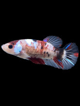 Load image into Gallery viewer, GIANT Female Halfmoon Plakat - Galaxy #804 - Live Betta Fish
