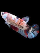 Load image into Gallery viewer, GIANT Female Halfmoon Plakat - Galaxy #804 - Live Betta Fish
