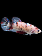 Load image into Gallery viewer, GIANT Female Halfmoon Plakat - Galaxy #804 - Live Betta Fish
