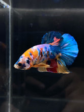 Load image into Gallery viewer, Male Halfmoon Plakat - Candy #805 - Live Betta Fish
