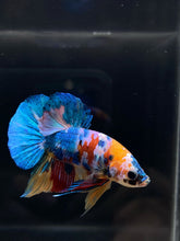 Load image into Gallery viewer, Male Halfmoon Plakat - Candy #805 - Live Betta Fish
