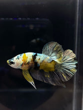 Load image into Gallery viewer, Male Halfmoon Plakat - Yellow Copper #806 - Live Betta Fish
