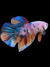 Load image into Gallery viewer, GIANT Male Halfmoon Plakat - Candy #808 - Live Betta Fish
