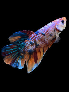 GIANT Male Halfmoon Plakat - Candy #808 - Live Betta Fish