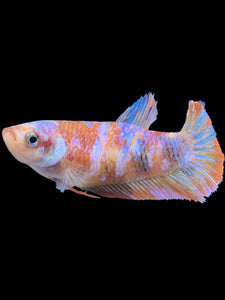 Female Halfmoon Plakat - Galaxy #810 - Live Betta Fish