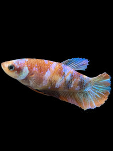 Female Halfmoon Plakat - Galaxy #810 - Live Betta Fish