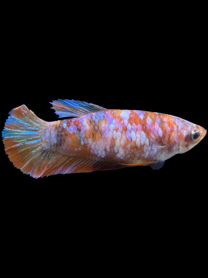 Female Halfmoon Plakat - Galaxy #810 - Live Betta Fish