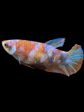 Load image into Gallery viewer, Female Halfmoon Plakat - Galaxy #810 - Live Betta Fish
