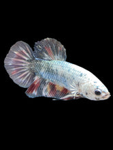 Load image into Gallery viewer, Male Halfmoon Plakat - Candy Copper #813 - Live Betta Fish
