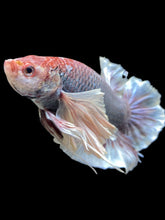 Load image into Gallery viewer, GIANT Male Halfmoon Plakat - Dumbo #814 - Live Betta Fish
