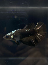 Load image into Gallery viewer, TOP GRADE Female Halfmoon - Copper Avatar #815 - Live Betta Fish
