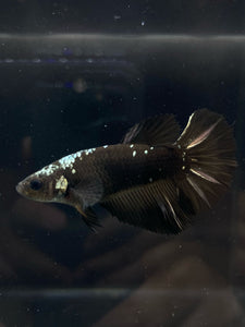 TOP GRADE Female Halfmoon - Copper Avatar #815 - Live Betta Fish