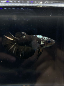 TOP GRADE Female Halfmoon - Copper Avatar #815 - Live Betta Fish