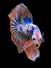 Load image into Gallery viewer, Male Halfmoon - Fancy Orange Tail #818 - Live Betta Fish
