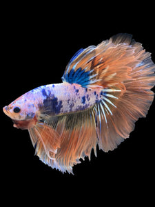 Male Halfmoon - Fancy Orange Tail #818 - Live Betta Fish