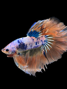 Male Halfmoon - Fancy Orange Tail #818 - Live Betta Fish