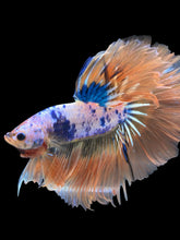 Load image into Gallery viewer, Male Halfmoon - Fancy Orange Tail #818 - Live Betta Fish
