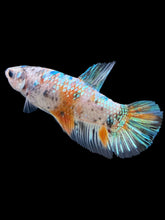 Load image into Gallery viewer, GIANT Male Halfmoon Plakat - Green Galaxy #828 - Live Betta Fish
