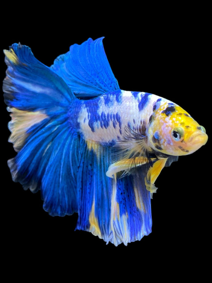 Male Halfmoon - Yellow Galaxy #829 - Live Betta Fish