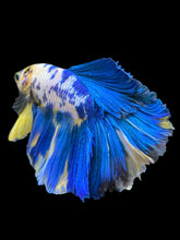 Load image into Gallery viewer, Male Halfmoon - Yellow Galaxy #829 - Live Betta Fish

