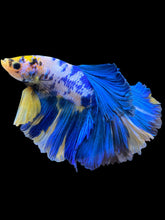 Load image into Gallery viewer, Male Halfmoon - Yellow Galaxy #829 - Live Betta Fish
