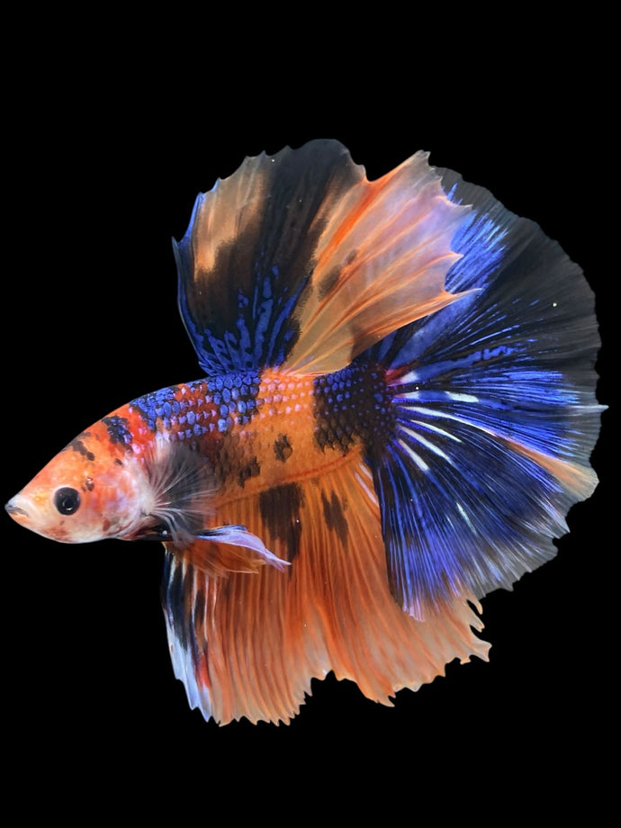 Male Halfmoon - Galaxy #830 - Live Betta Fish