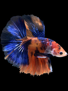 Male Halfmoon - Galaxy #830 - Live Betta Fish