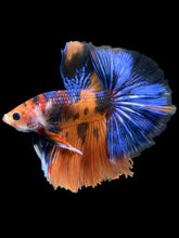 Load image into Gallery viewer, Male Halfmoon - Galaxy #830 - Live Betta Fish
