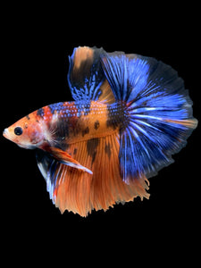Male Halfmoon - Galaxy #830 - Live Betta Fish