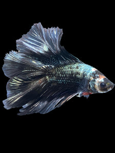 Male Fullmoon - Copper #840 - Live Betta Fish