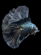 Load image into Gallery viewer, Male Fullmoon - Copper #840 - Live Betta Fish
