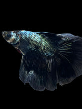Load image into Gallery viewer, Male Fullmoon - Copper #840 - Live Betta Fish
