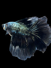 Load image into Gallery viewer, Male Fullmoon - Copper #840 - Live Betta Fish
