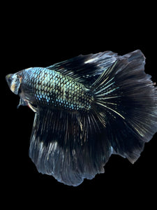 Male Fullmoon - Copper #840 - Live Betta Fish