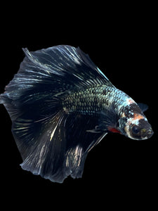Male Fullmoon - Copper #840 - Live Betta Fish