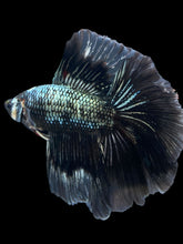 Load image into Gallery viewer, Male Fullmoon - Copper #840 - Live Betta Fish
