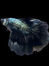 Load image into Gallery viewer, Male Fullmoon - Copper #840 - Live Betta Fish
