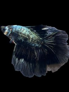Male Fullmoon - Copper #840 - Live Betta Fish