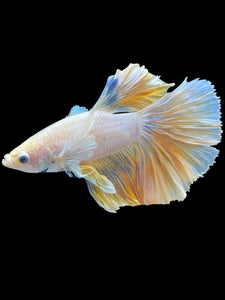Male Halfmoon - Dumbo #844 - Live Betta Fish