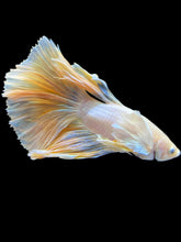 Load image into Gallery viewer, Male Halfmoon - Dumbo #844 - Live Betta Fish
