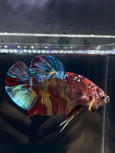 KING GIANT Male Halfmoon Plakat - Multicolor #850 - Live Betta Fish