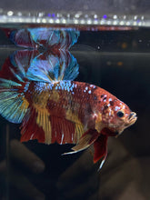 Load image into Gallery viewer, KING GIANT Male Halfmoon Plakat - Multicolor #850 - Live Betta Fish
