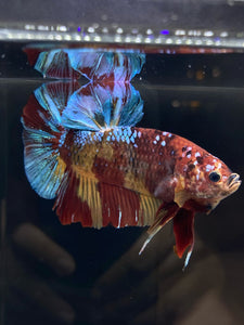 KING GIANT Male Halfmoon Plakat - Multicolor #850 - Live Betta Fish
