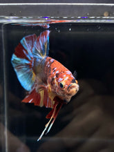 Load image into Gallery viewer, KING GIANT Male Halfmoon Plakat - Multicolor #850 - Live Betta Fish
